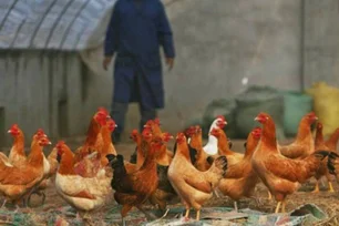 Imagem referente à matéria: Mato Grosso confirma novo foco de gripe aviária em aves de criação doméstica
