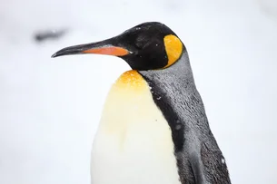 População de pinguins-imperadores está diminuindo mais rápido do que o esperado